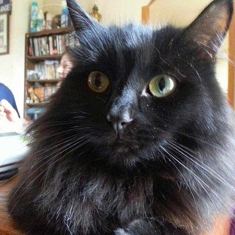 Reglisse a rejoint le concours — aidez-le/la à gagner de superbes lots !