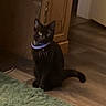 Salem is registered to the contest to win money with this photo: animal, black_cat, cabinet, cat, collar, curious, domestic_cat, door, feline, floor, furniture, green_rug, home, indoor, looking, pet, purple_collar, shaggy_rug, sitting, wooden_floor