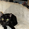 Salem joined the competition — help win amazing prizes! cat, black_cat, pet, animal, indoor, fluffy_blanket, collar, bow, yellow_eyes, feline, resting, domestic_animal, fur, cute, close_up, living_room, television, can, dr_pepper, home