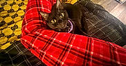 Salem joined the competition — help win amazing prizes! bed, black_cat, blanket, cat, collar, comfort, cozy, feline, flooring, home, indoor, lap, person, pet, plaid, red_pajamas, relaxing, resting, warm, yellow_eyes