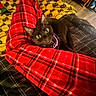 bed, black_cat, blanket, cat, collar, comfort, cozy, feline, flooring, home, indoor, lap, person, pet, plaid, red_pajamas, relaxing, resting, warm, yellow_eyes
