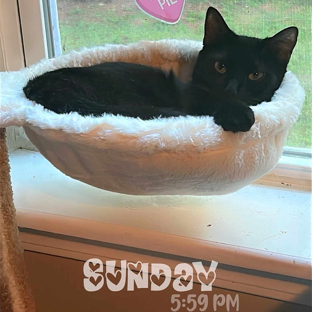 Salem