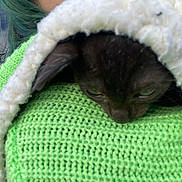 Salem is registered to the contest to win money with this photo: animal, black_cat, blanket, cat, closeup, comfort, cozy, cute, fur, green, green_hair, hair, knitted_fabric, outdoor, pet, resting, sky, soft, texture, white