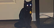 Salem is registered to the contest to win money with this photo: black_cat, cat, pet, indoor, floor, door, lamp, mushroom_lamp, furniture, sitting, glowing_eyes, shadow, wood_floor, shelf, collar, tag, night, reflection, animal, domestic_cat