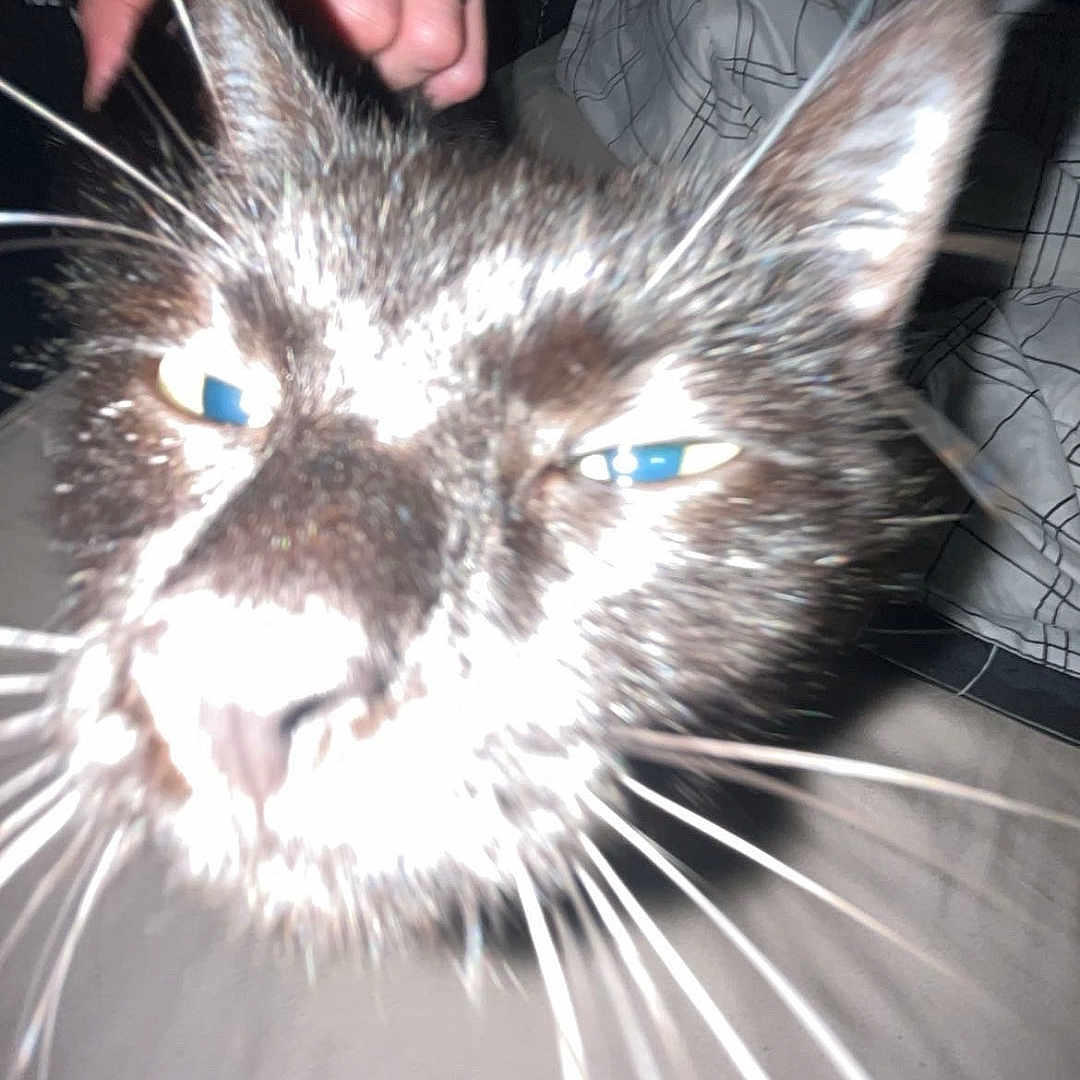 Salem is registered to the contest to win money with this photo: cat, close_up, indoor, pet, hand, ring, whiskers, bed, blanket, animal, feline, flash, overexposed, fur, home, comfort, domestic, person, tattoo, black_and_white_cat