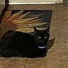 Salem is registered to the contest to win money with this photo: animal, black_cat, cat, close_up, collar, companion, cute, domestic_cat, feline, floor, indoor, looking, mat, pet, quiet, relaxed, resting, shadow, sunflower, tile_floor