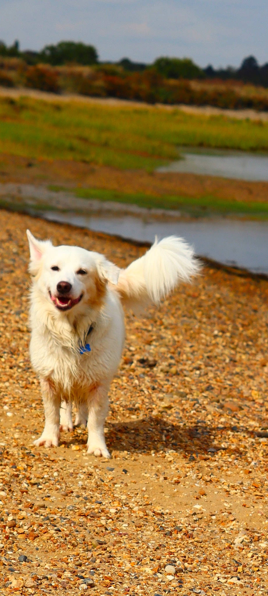 Floyd joined the competition — help win amazing prizes! ancient_dog_breeds, canidae, carnivore, collar, companion_dog, dog, dog_breed, plant, soil, sporting_group, tail, terrestrial_animal, working_dog