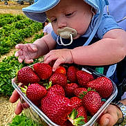 Liev joined the competition — help win amazing prizes! baby, blue_hat, child, closeup, cute, field, food, fresh, fruit, garden, greenery, hand, harvest, holding, nature, outdoor, pacifier, person, strawberries, summer