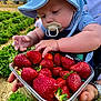 baby, blue_hat, child, closeup, cute, field, food, fresh, fruit, garden, greenery, hand, harvest, holding, nature, outdoor, pacifier, person, strawberries, summer