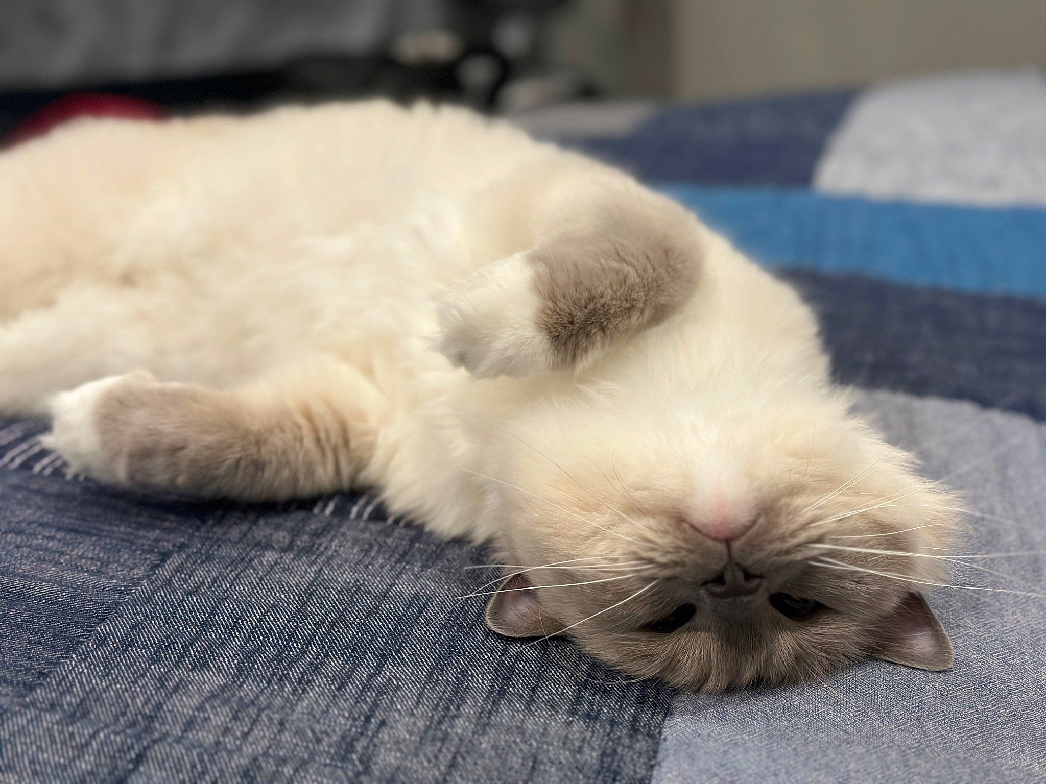 Olaf joined the competition — help win amazing prizes! canidae, carnivore, cat, claw, comfort, companion_dog, dog_breed, fawn, felidae, flooring, foot, fur, nap, paw, puppy, small_to_medium_sized_cats, sporting_group, tail, terrestrial_animal, whiskers