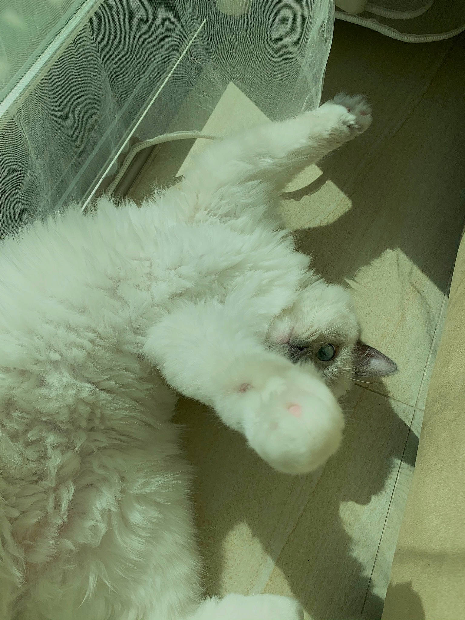 Olaf is registered to the contest to win money with this photo: carnivore, claw, comfort, companion_dog, dog_breed, felidae, foot, fur, gesture, nap, paw, small_to_medium_sized_cats, snout, tail, terrestrial_animal, whiskers