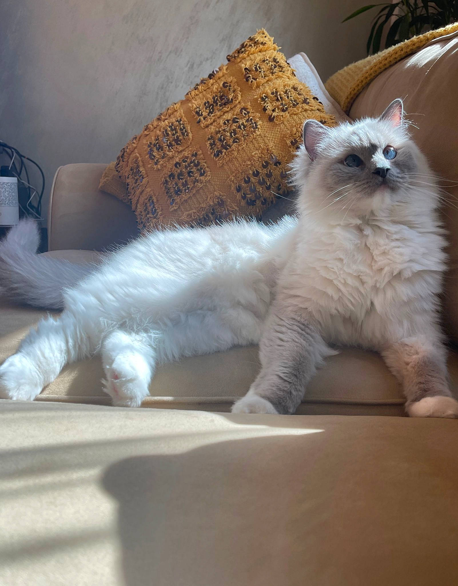 Olaf is registered to the contest to win money with this photo: carnivore, cat, claw, comfort, companion_dog, couch, fawn, felidae, flooring, fur, linens, paw, pillow, small_to_medium_sized_cats, snout, tail, whiskers