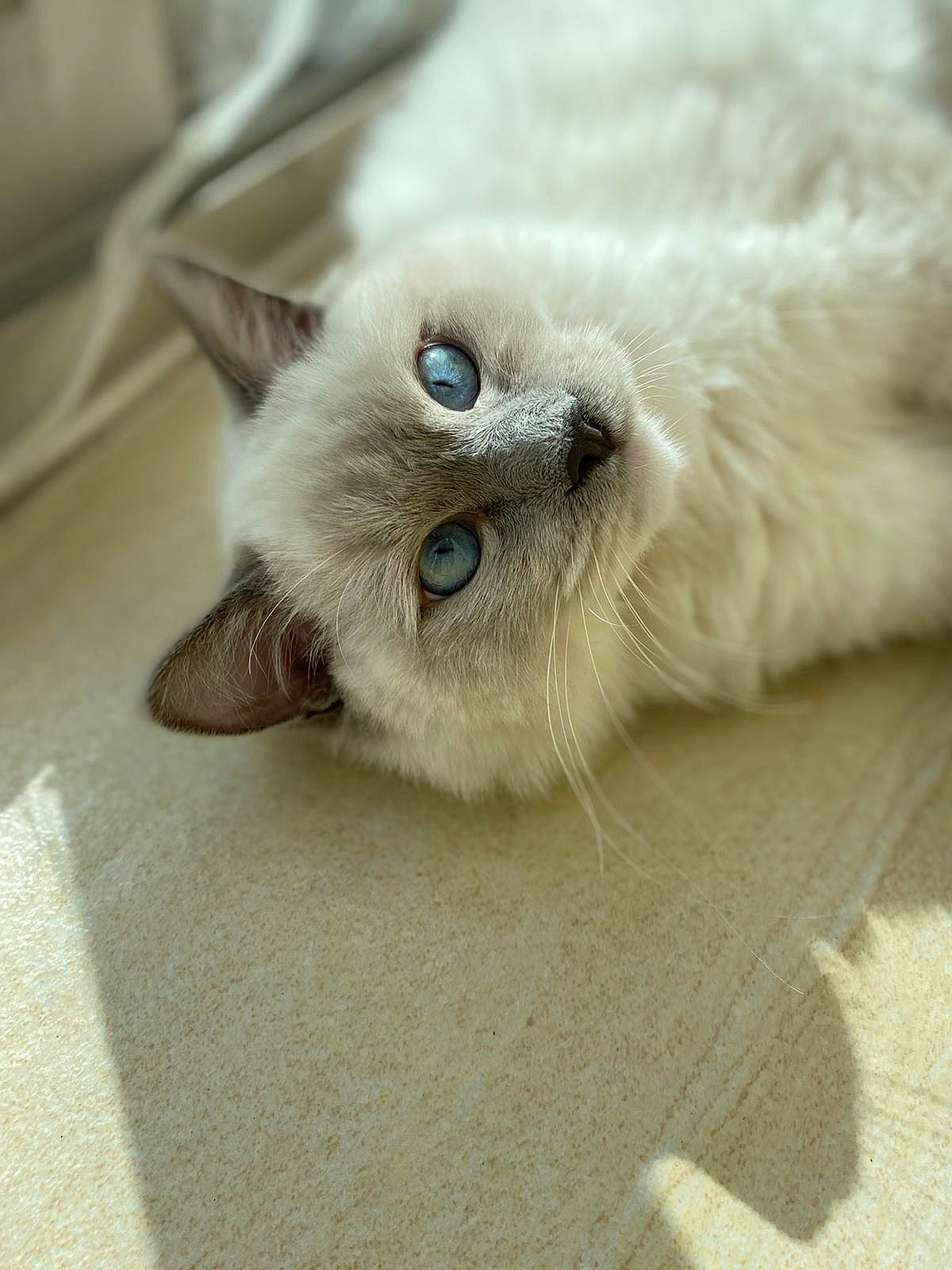 Olaf is registered to the contest to win money with this photo: balinese, birman, carnivore, cat, claw, comfort, fawn, felidae, flooring, fur, iris, paw, ragdoll, siamese, small_to_medium_sized_cats, snout, terrestrial_animal, thai, whiskers
