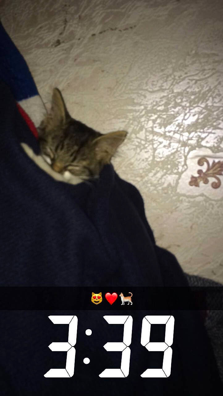 Bêta participe au concours pour gagner de l'argent avec cette photo : asian, carnivore, cat, domestic_short_haired_cat, european_shorthair, felidae, kitten, photo_caption, small_to_medium_sized_cats, tabby_cat, tail, whiskers