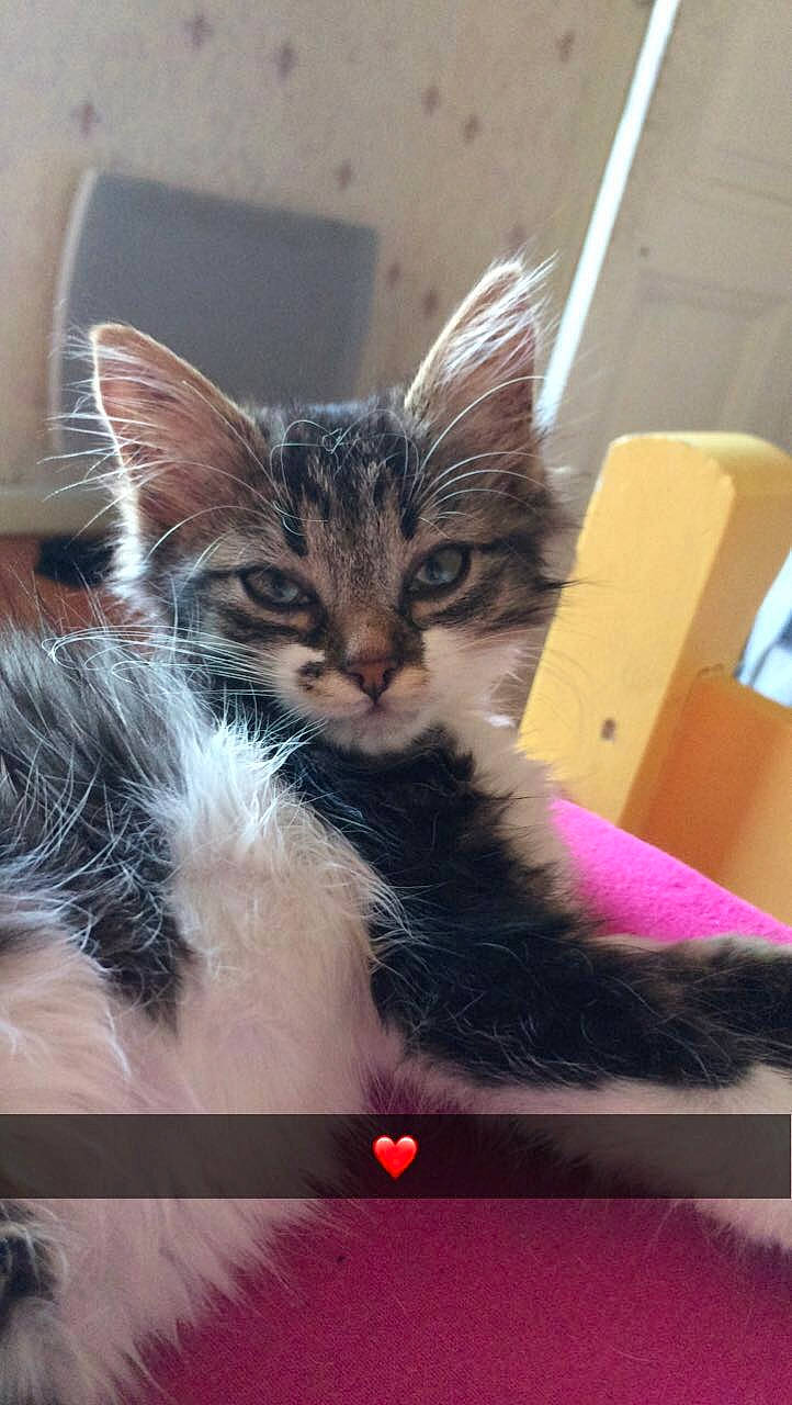 Bêta a rejoint le concours — aidez-le/la à gagner de superbes lots ! asian, carnivore, cat, domestic_short_haired_cat, european_shorthair, felidae, fur, kitten, maine_coon, mammal, small_to_medium_sized_cats, tabby_cat, whiskers