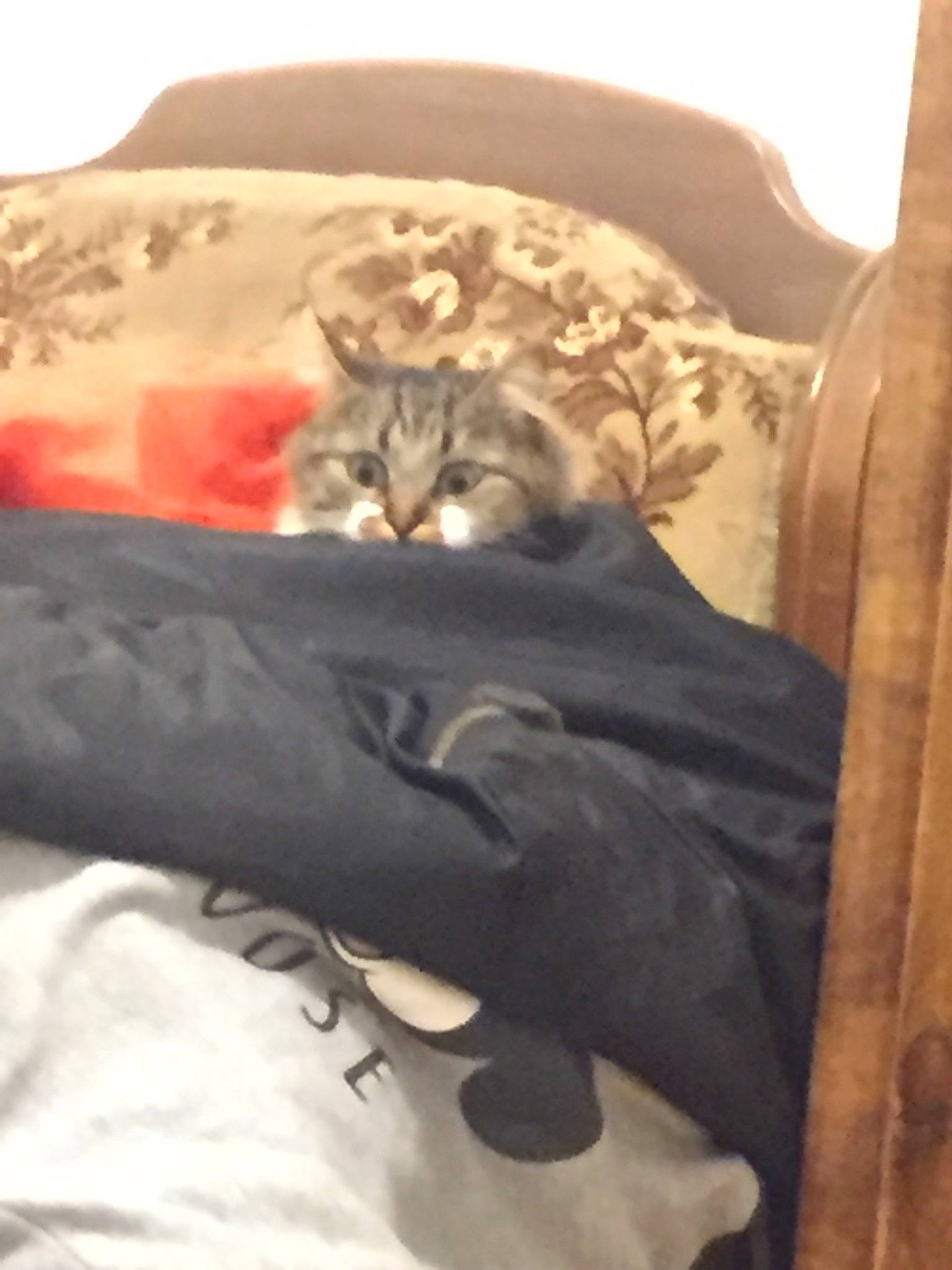 Bêta a rejoint le concours — aidez-le/la à gagner de superbes lots ! american_shorthair, carnivore, cat, felidae, furniture, kitten, nap, sleep, small_to_medium_sized_cats, whiskers