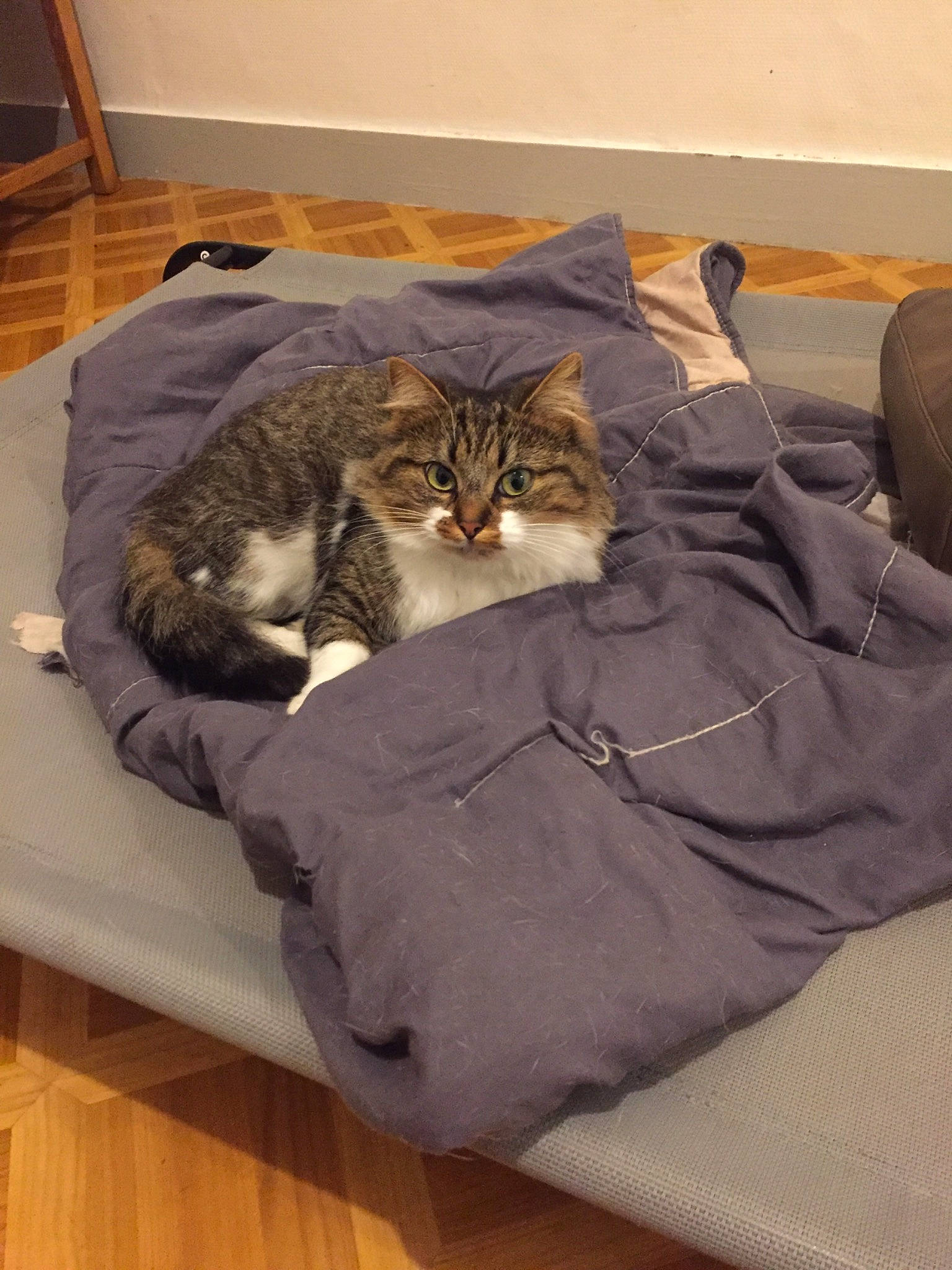 Bêta participe au concours pour gagner de l'argent avec cette photo : american_shorthair, bed, bed_sheet, carnivore, cat, comfort, domestic_long_haired_cat, domestic_short_haired_cat, european_shorthair, felidae, fur, furniture, kitten, nap, norwegian_forest_cat, room, small_to_medium_sized_cats, tabby_cat, whiskers