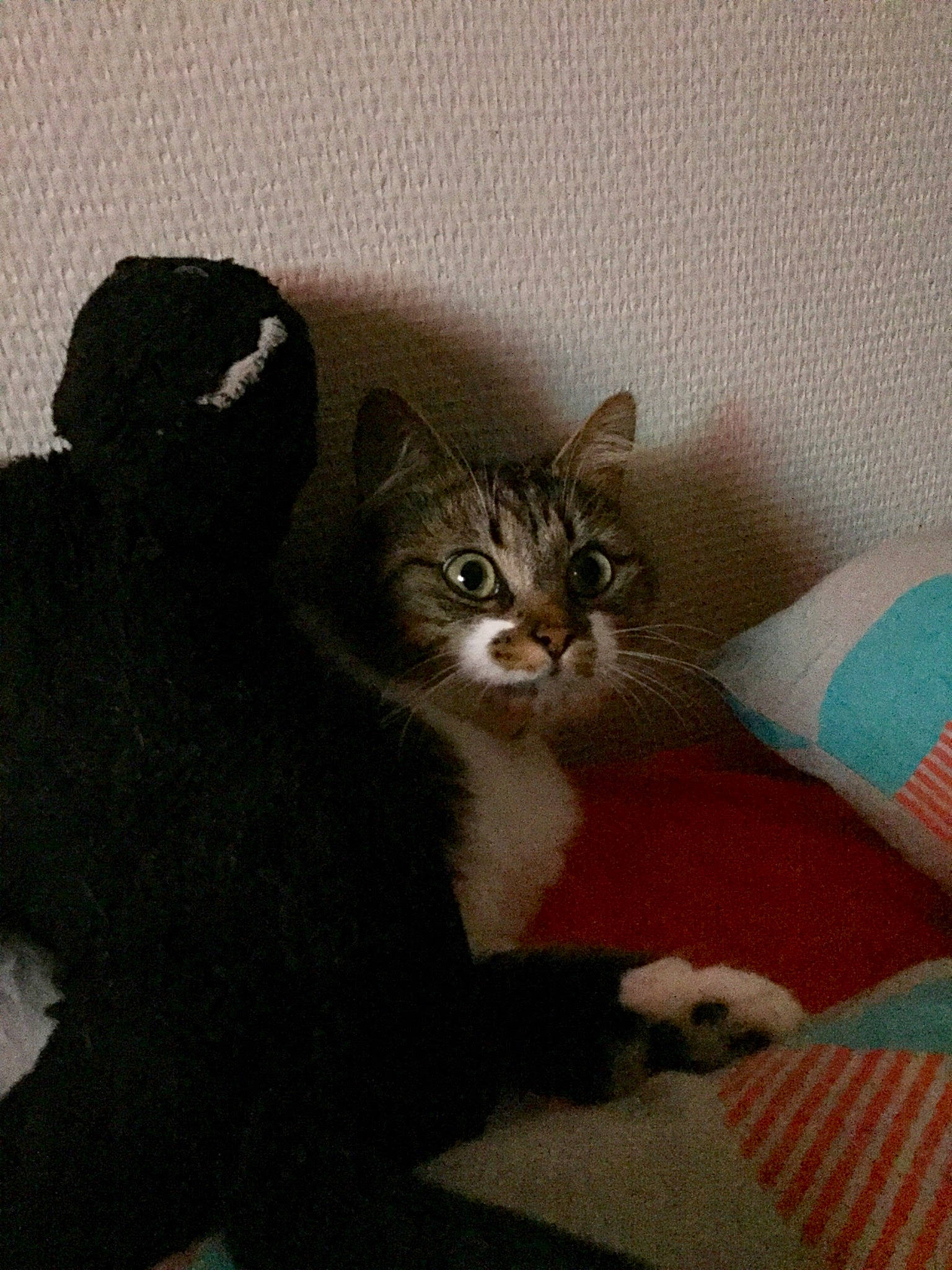 Bêta participe au concours pour gagner de l'argent avec cette photo : american_shorthair, american_wirehair, asian, carnivore, cat, domestic_short_haired_cat, european_shorthair, felidae, fur, kitten, mammal, polydactyl_cat, small_to_medium_sized_cats, whiskers