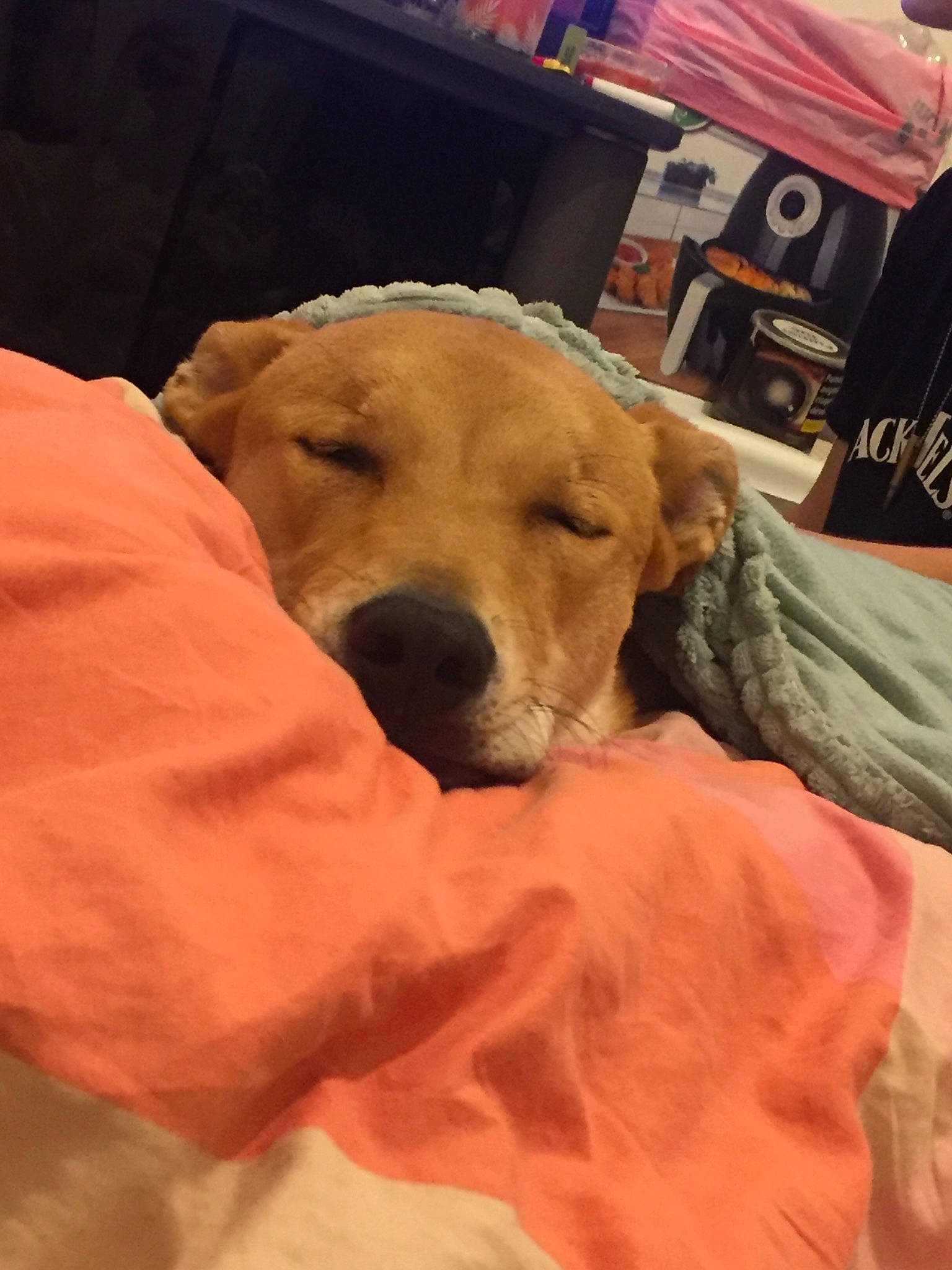 Goliath a rejoint le concours — aidez-le/la à gagner de superbes lots ! beagador, canidae, carnivore, companion_dog, dog, dog_breed, fawn, golden_retriever, labrador_retriever, puppy, puppy_love, retriever, snout, sporting_group