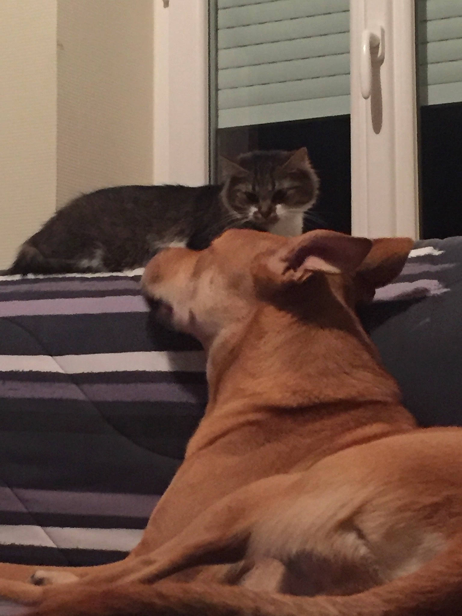 Goliath participe au concours pour gagner de l'argent avec cette photo : asian, burmese, canidae, carnivore, cat, dog_breed, fawn, felidae, small_to_medium_sized_cats, sporting_group, tail, tonkinese, whiskers