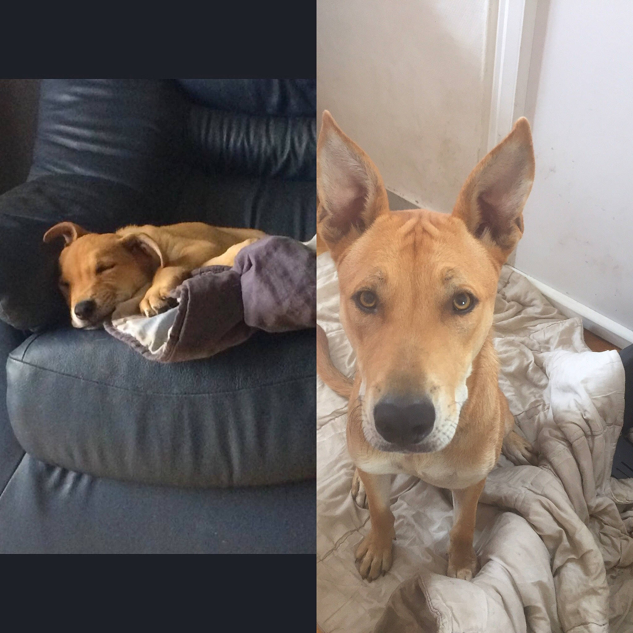 Goliath participe au concours pour gagner de l'argent avec cette photo : ancient_dog_breeds, aspin, canidae, carnivore, carolina_dog, companion_dog, dog, dog_breed, fawn, lurcher, mammal, pariah_dog, snout, street_dog, vertebrate