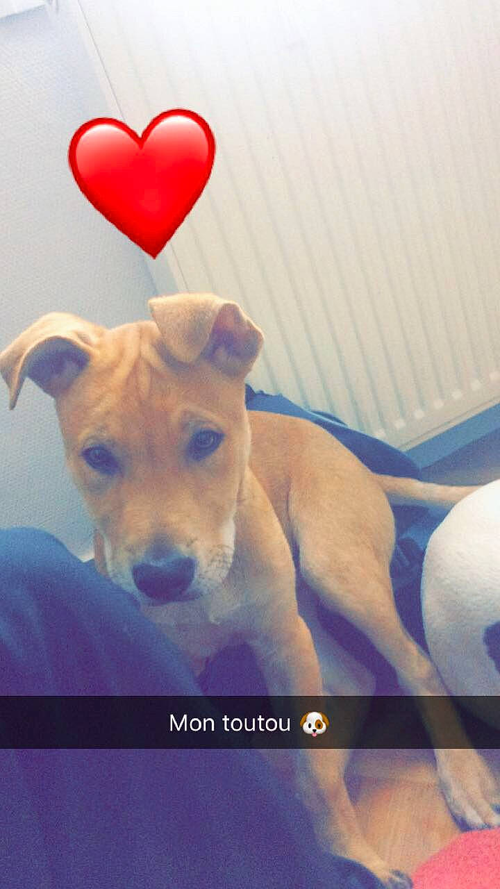 Goliath a rejoint le concours — aidez-le/la à gagner de superbes lots ! canidae, carnivore, companion_dog, dog, dog_breed, fawn, jack_russell_terrier, mammal, photo_caption, potcake_dog, puppy, snout, sporting_group