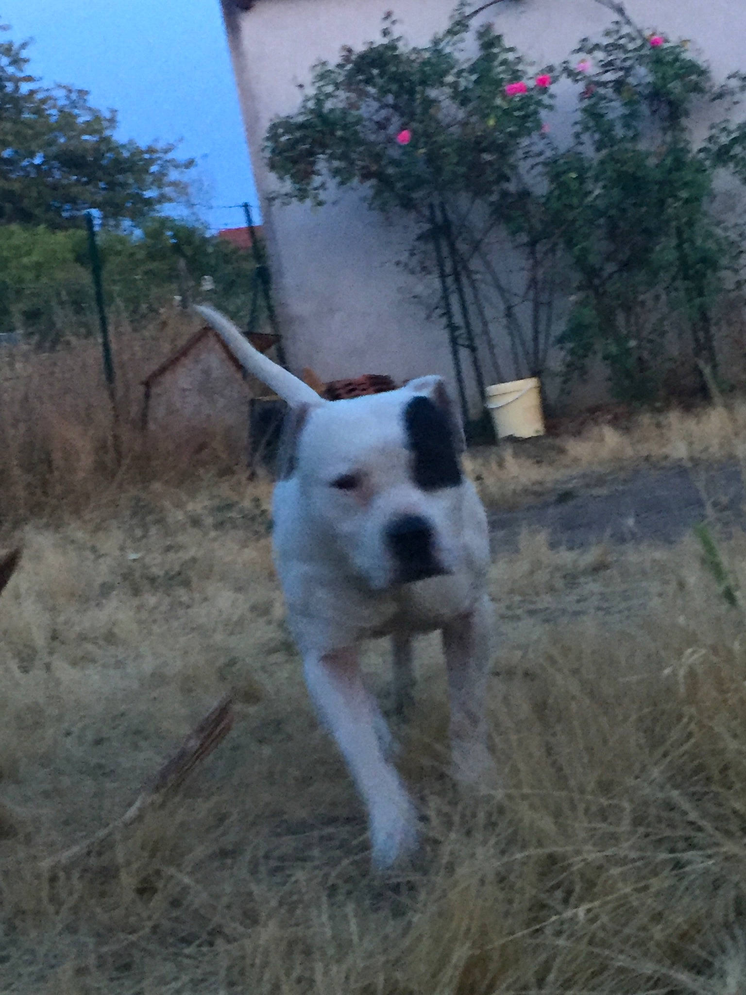 Largo a rejoint le concours — aidez-le/la à gagner de superbes lots ! american_bulldog, american_pit_bull_terrier, american_staffordshire_terrier, bully_kutta, canidae, carnivore, dog, dog_breed, dogo_argentino, dogo_guatemalteco, dorset_olde_tyme_bulldogge, fawn, mammal, non_sporting_group, pit_bull, pointer, rare_breed_dog, sporting_group, valley_bulldog, vertebrate