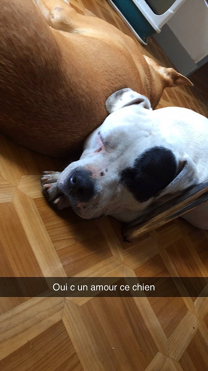 Largo a rejoint le concours — aidez-le/la à gagner de superbes lots ! american_bulldog, american_pit_bull_terrier, canidae, carnivore, companion_dog, dog, dog_breed, dogo_argentino, floor, flooring, hardwood, laminate_flooring, non_sporting_group, nose, paw, pit_bull, snout, sporting_group, wood, wood_flooring