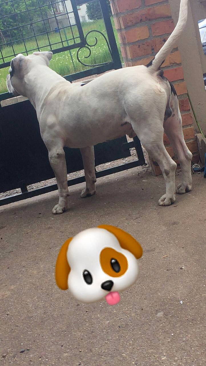 Largo a rejoint le concours — aidez-le/la à gagner de superbes lots ! american_bulldog, american_pit_bull_terrier, ancient_dog_breeds, bull_and_terrier, bull_terrier, bully_kutta, canidae, carnivore, cordoba_fighting_dog, dog, dog_breed, dogo_argentino, dogo_guatemalteco, fawn, mammal, non_sporting_group, pit_bull, rare_breed_dog, snout, tail