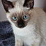 cat, kitten, siamese, blue_eyes, close_up, fur, whiskers, pet, animal, cute, curious, indoor, soft_texture, portrait, young, feline, ears, nose, sitting, domestic