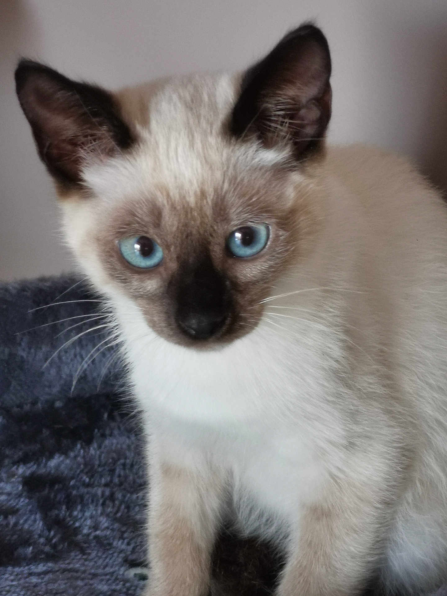 Saphir participe au concours pour gagner de l'argent avec cette photo : cat, kitten, siamese, blue_eyes, close_up, fur, whiskers, pet, animal, cute, curious, indoor, soft_texture, portrait, young, feline, ears, nose, sitting, domestic