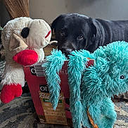 Gunner B is registered to the contest to win money with this photo: animal, black_dog, box, carpet, curious, dog, floor, furry, home, indoor, octopus_toy, pet, plush_toy, rug, sheep_toy, soft_toy, stuffed_toy, toy, wicker_chair, window