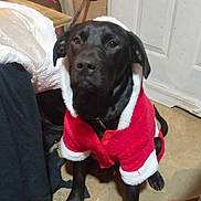 Junior is registered to the contest to win money with this photo: dog, black_dog, pet, indoor, santa_coat, clothing, floor, door, animal, canine, festive, costume, looking_up, sitting, household, domestic, calm, fur, ears, eyes