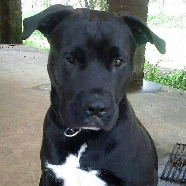 Sampson