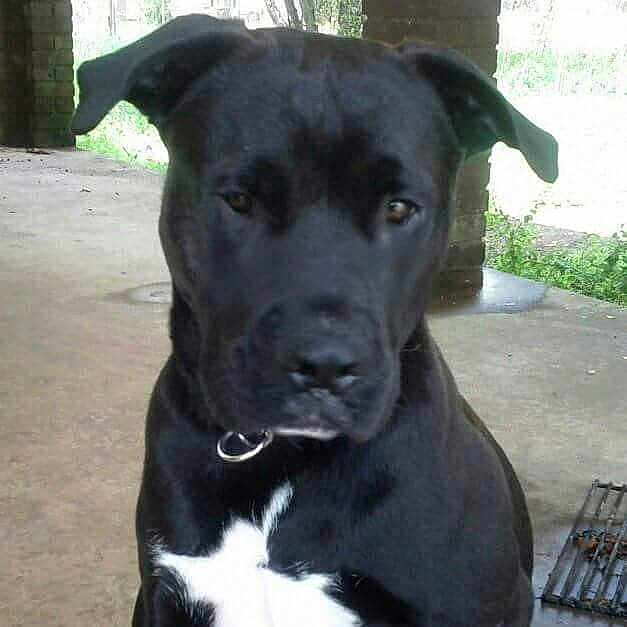 Sampson