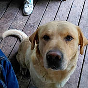 Deek is registered to the contest to win money with this photo: black_nose, blue_clothing, brown_eyes, canine, chair, close_up, dog, floorboards, floppy_ears, fur, labrador, looking_at_camera, outdoor, paws, pet, sitting, sneaker, tail, wooden_deck, yellow_lab