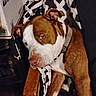 blanket, boxes, brown_and_white, chair, collar, dog, floppy_ears, furniture, harness, home, indoor, lounging, pet, pit_bull, portrait, relaxed, short_hair, sitting, sleepy, wood_floor