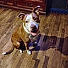 Moma Girl joined the competition — help win amazing prizes! animal, brown, canine, companion, cute, dog, domestic, ears_up, floor, friendly, furniture, happy, house, indoor, looking_up, pet, smiling, tail, white, wooden_floor