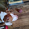 Moma Girl is registered to the contest to win money with this photo: brown_and_white, canine, collar, dog, ear, flooring, furniture_leg, head, household, indoor, looking, paper, paw, pet, pink_ball, relaxed, resting, snout, toy, wooden_floor