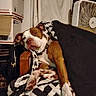 blanket, boxes, brown_and_white, cardboard, chair, close_up, cozy, dog, fan, front_view, furniture, home, indoors, lounging, pet, portrait, relaxed, scarf, sitting, sleepy
