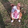 animal_portrait, brown_and_white, collar, dog, ears, front_view, grass, grassland, happy, outdoors, panting, park, pet, pit_bull, playful, sitting, sunlight, tag, tail, tongue