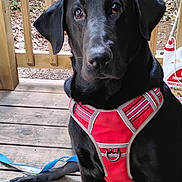 Axle is registered to the contest to win money with this photo: dog, black_dog, pet, harness, red_harness, sitting, wooden_floor, porch, outdoor, leash, animal, canine, looking, alert, domestic_animal, nature, wooden_railings, daylight, companion, friendly