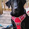 dog, black_dog, pet, harness, red_harness, sitting, wooden_floor, porch, outdoor, leash, animal, canine, looking, alert, domestic_animal, nature, wooden_railings, daylight, companion, friendly