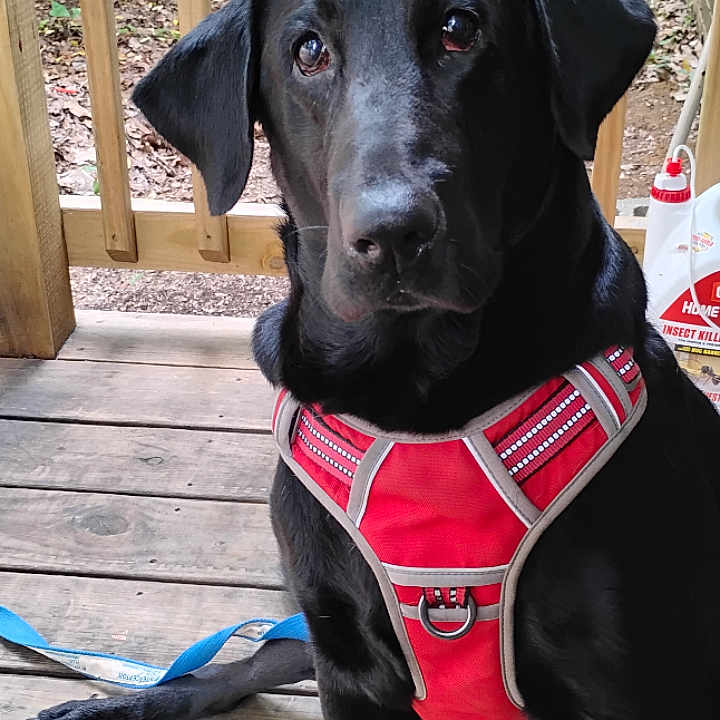 Axle is registered to the contest to win money with this photo: dog, black_dog, pet, harness, red_harness, sitting, wooden_floor, porch, outdoor, leash, animal, canine, looking, alert, domestic_animal, nature, wooden_railings, daylight, companion, friendly