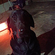 Axle joined the competition — help win amazing prizes! animal, black_dog, canine, concrete_floor, dark, dog, domestic_animal, floor, garage, grainy, indoor, lamp, low_light, pet, portrait, quiet, red_light, shadow, side_view, sitting