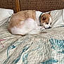 Baxter is registered to the contest to win money with this photo: dog, bed, quilt, pillow, sleeping, resting, curled_up, canine, indoor, furniture, headboard, textile, cozy, pet, domestic_animal, brown, white, collar, quiet, peaceful