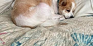 Baxter joined the competition — help win amazing prizes! dog, sleeping, bed, quilt, pillow, cozy, curled_up, indoor, resting, fur, collar, headboard, woven, pattern, seashell, comfort, pet, animal, relaxed, brown_and_white