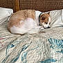 dog, sleeping, bed, quilt, pillow, cozy, curled_up, indoor, resting, fur, collar, headboard, woven, pattern, seashell, comfort, pet, animal, relaxed, brown_and_white