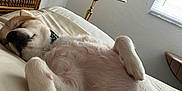 Baxter is registered to the contest to win money with this photo: animal, bed, canine, comfort, cozy, cute, dog, fur, home, indoor, lamp, light, napping, peaceful, pet, pillow, relaxed, rest, sleeping, window