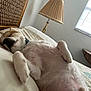 Baxter is registered to the contest to win money with this photo: dog, sleeping, bed, pillow, lamp, window, indoor, fur, cozy, relaxed, pet, canine, rest, light, comfort, home, animal, cute, napping, peaceful